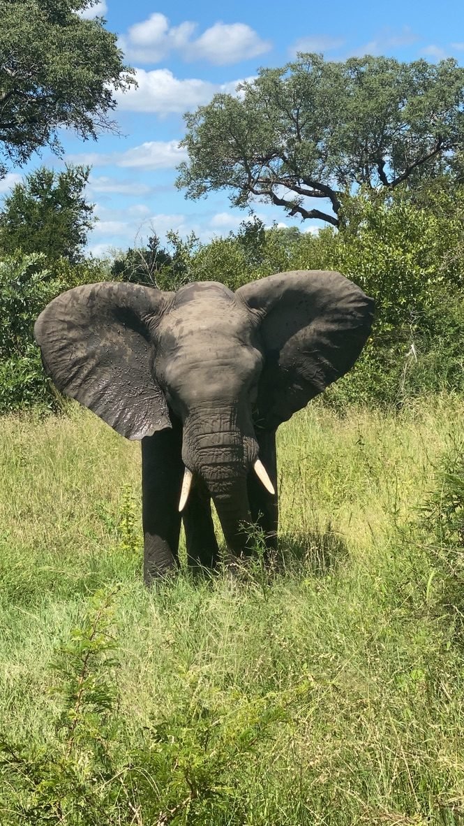 Elefante de frente, com as orelhas abertas, no meio do capim alto durante um safári
