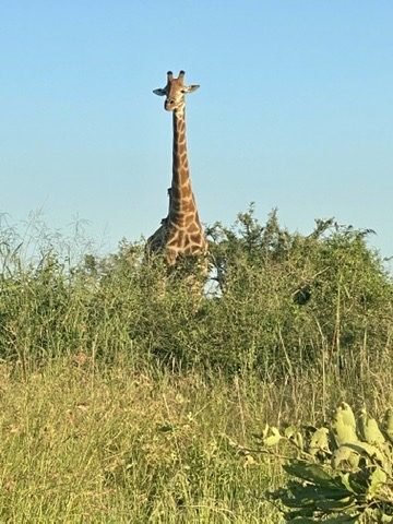 Girafa espiando por cima dos arbustos