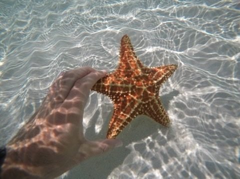 Mão segurando uma estrela-do-mar laranja sob a água cristalina