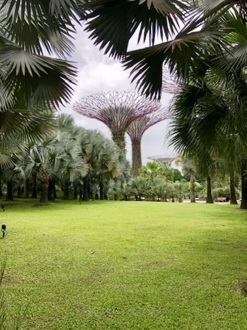 Supertrees do Gardens by the Bay entre palmeiras